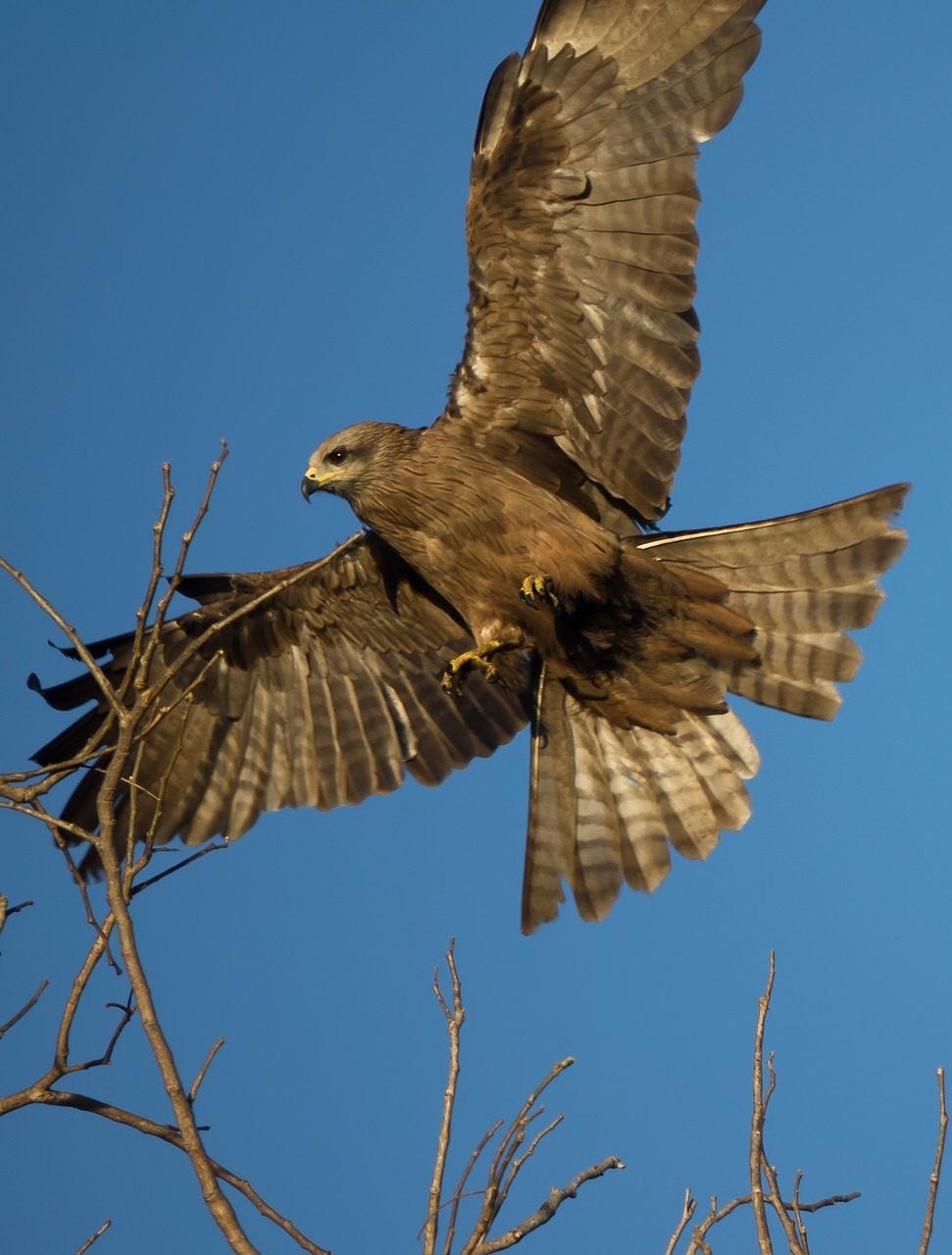 Image - australia kite bird bird of prey