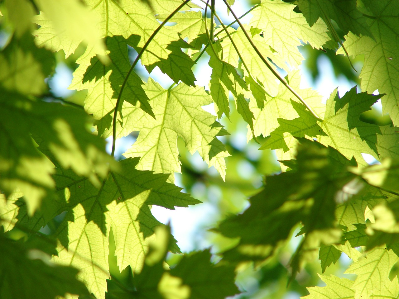 Image - leaves summer green maple season