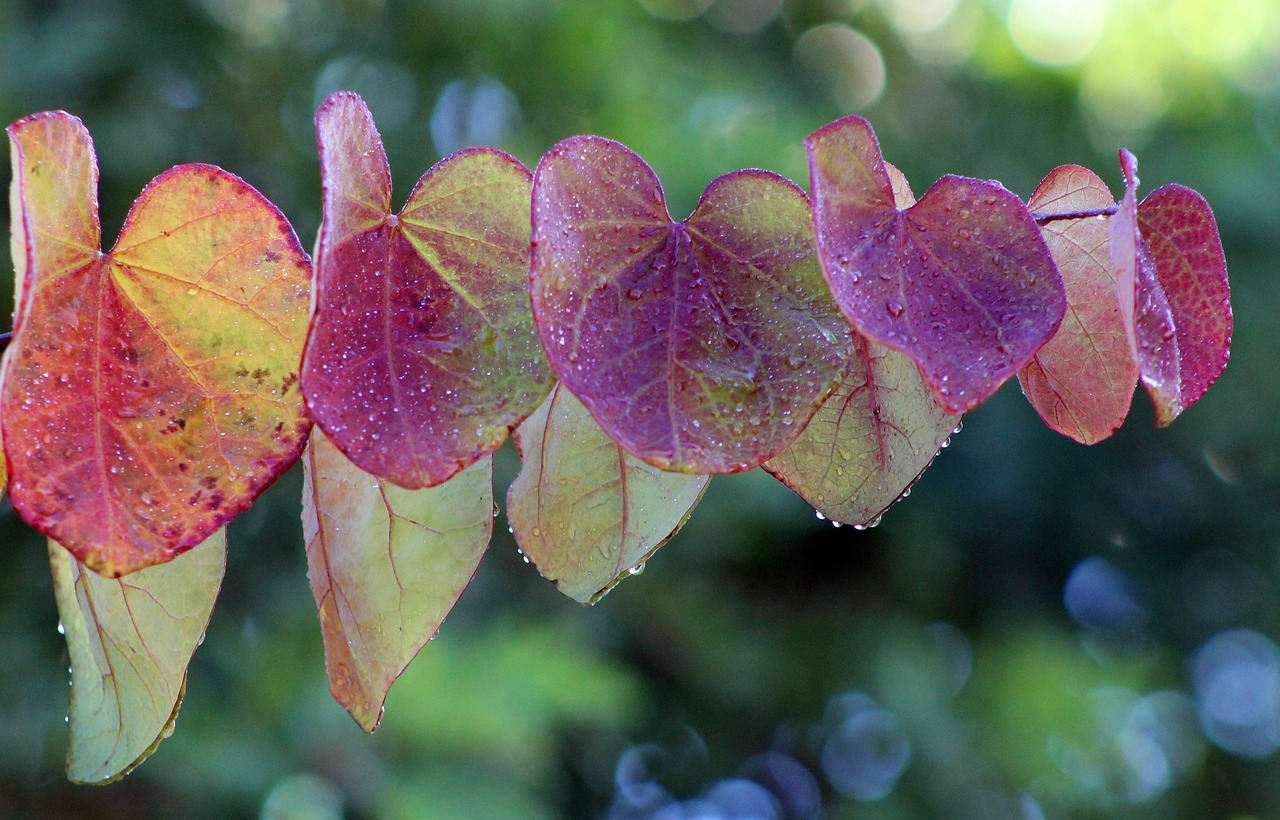 Image - leaves leaf colorful spring rain