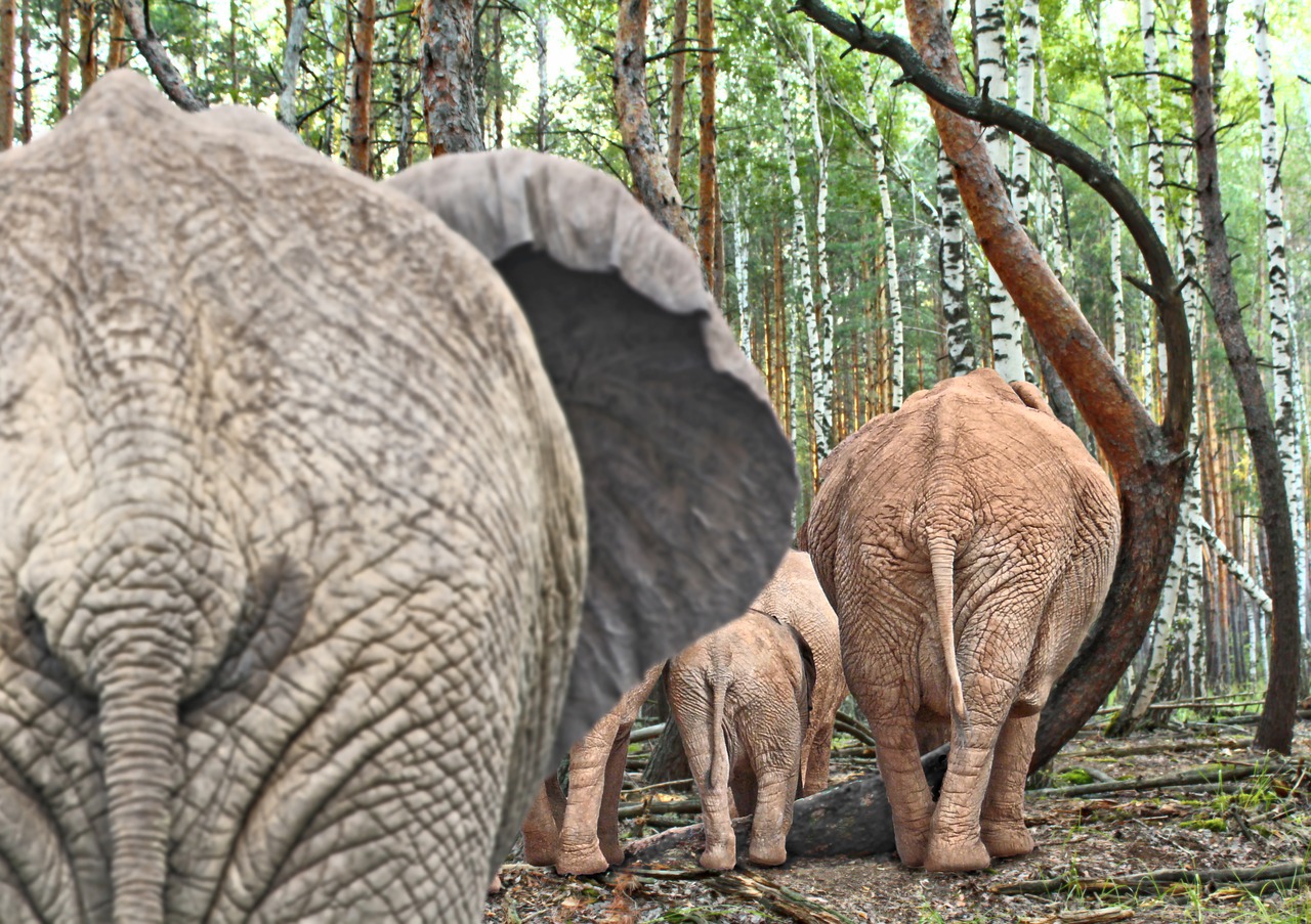 Image - elephant pachyderm safari trees