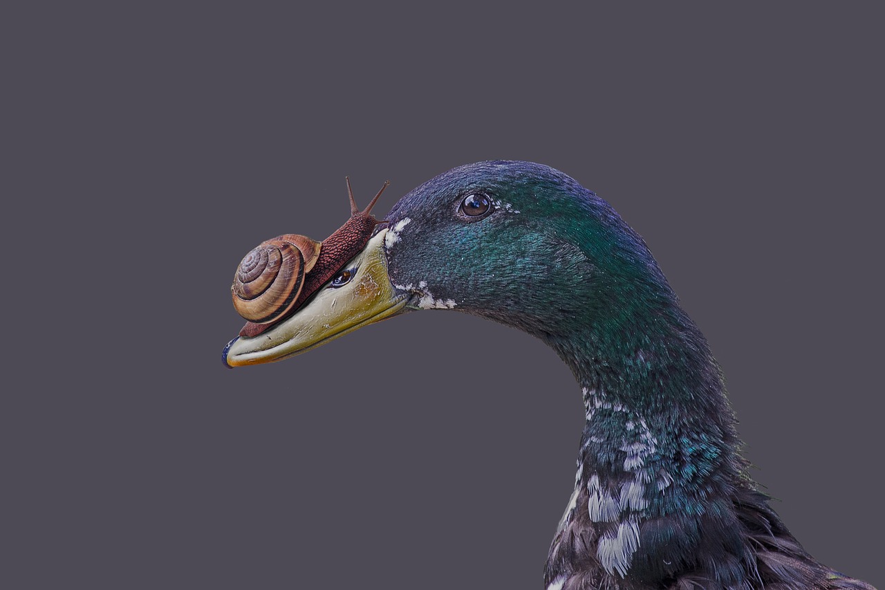 Image - duck snail funny isolated head