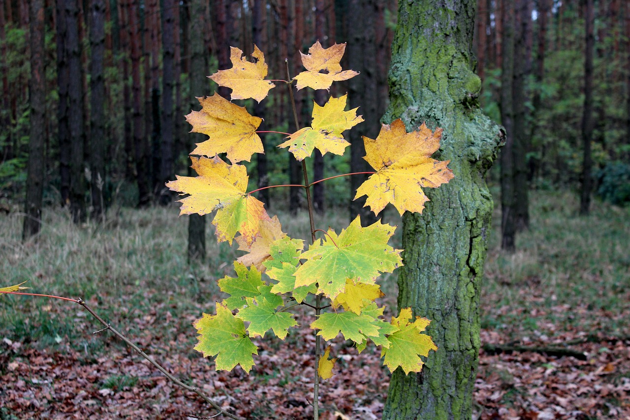 Image - a young tree clone forest foliage