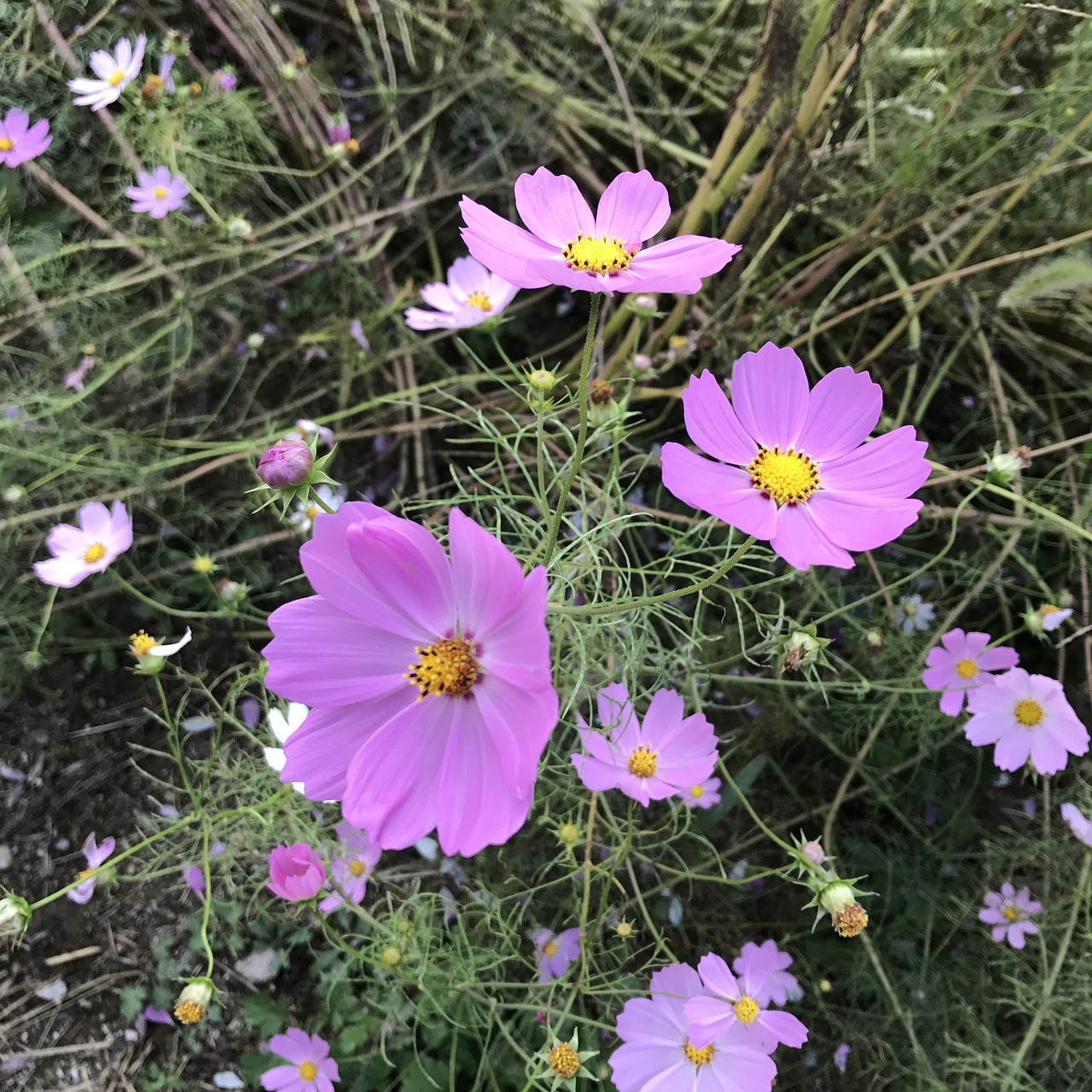 Image - cosmos pink autumn flowers