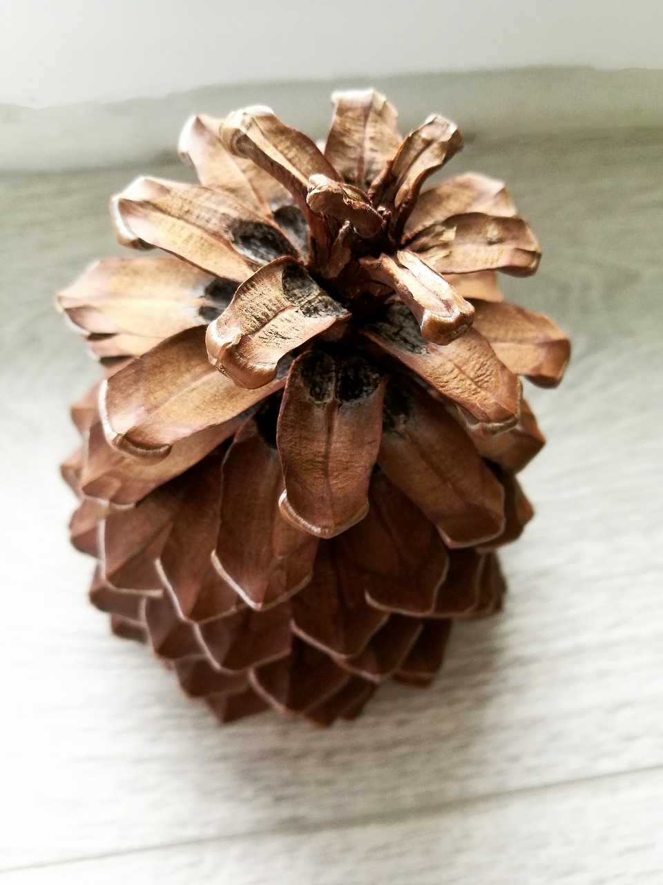 Image - pine cone macro round nature