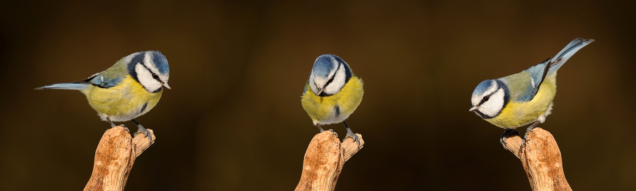 Image - blue tit songbird bird nature