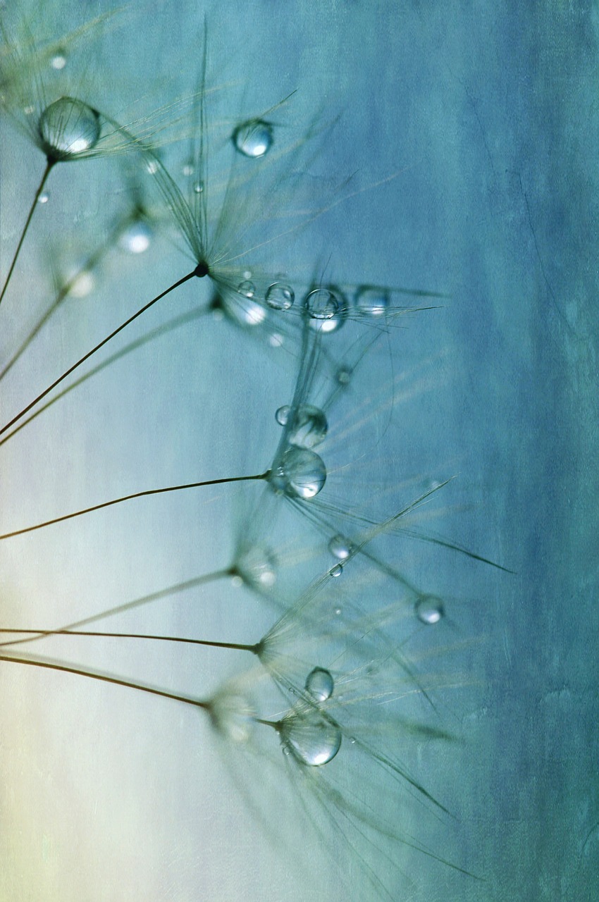 Image - dandelion seeds close drip nature