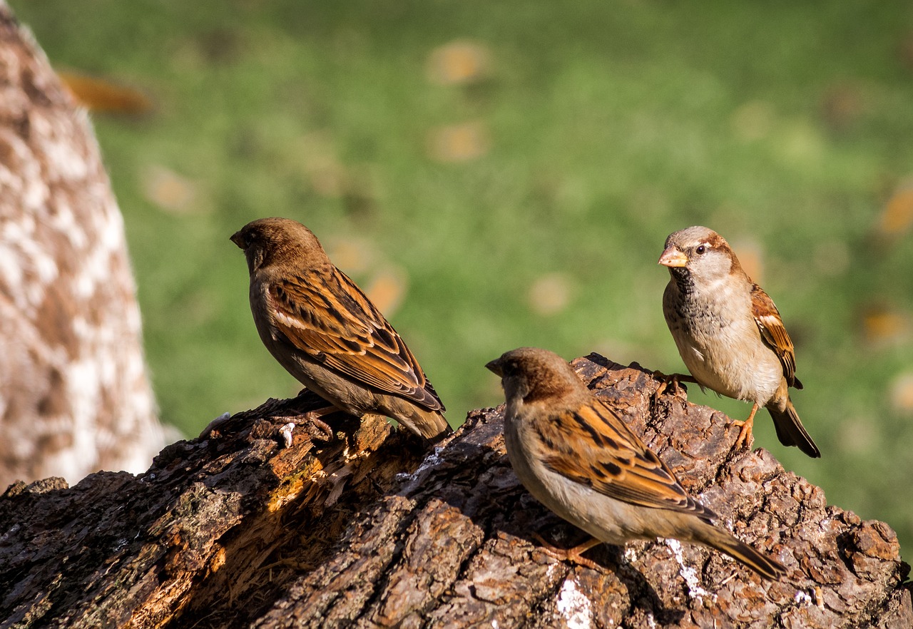 Image - sparrow animal world bird animal