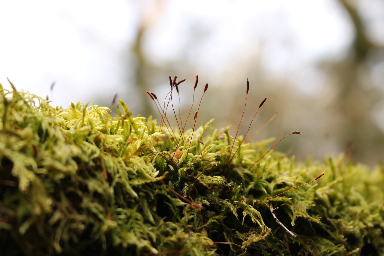 Image - moss japan green bud