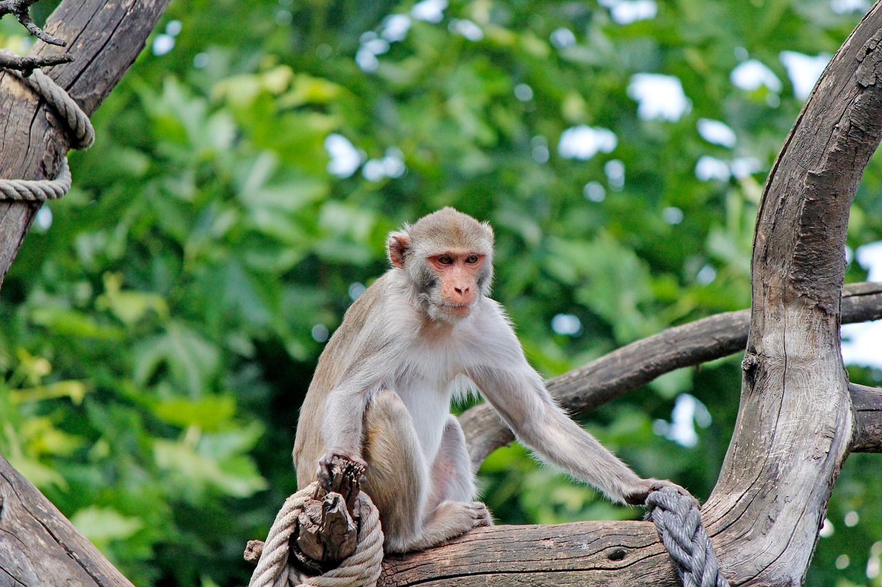 Image - monkey zoo primate zoo heidelberg