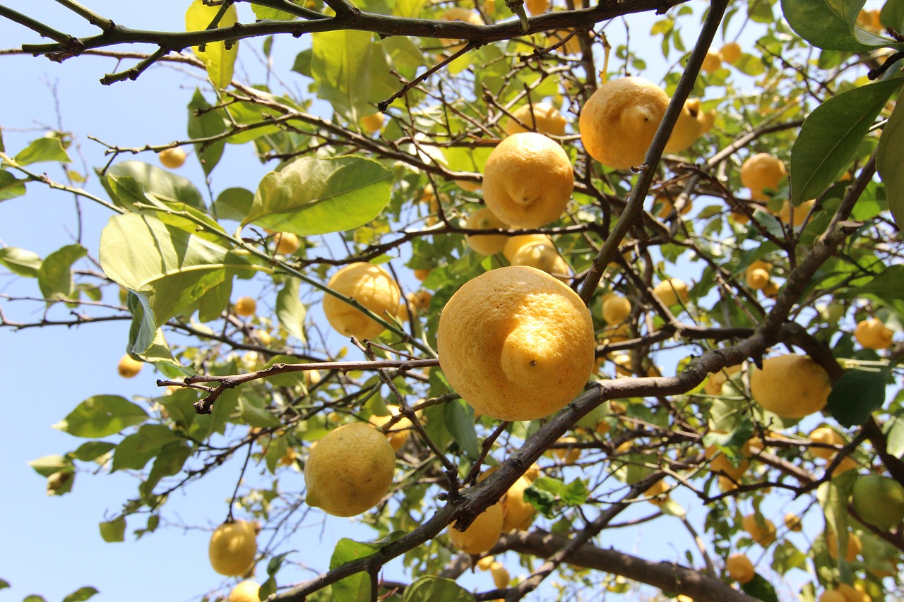 Image - lemons tree citrus fruits fruit