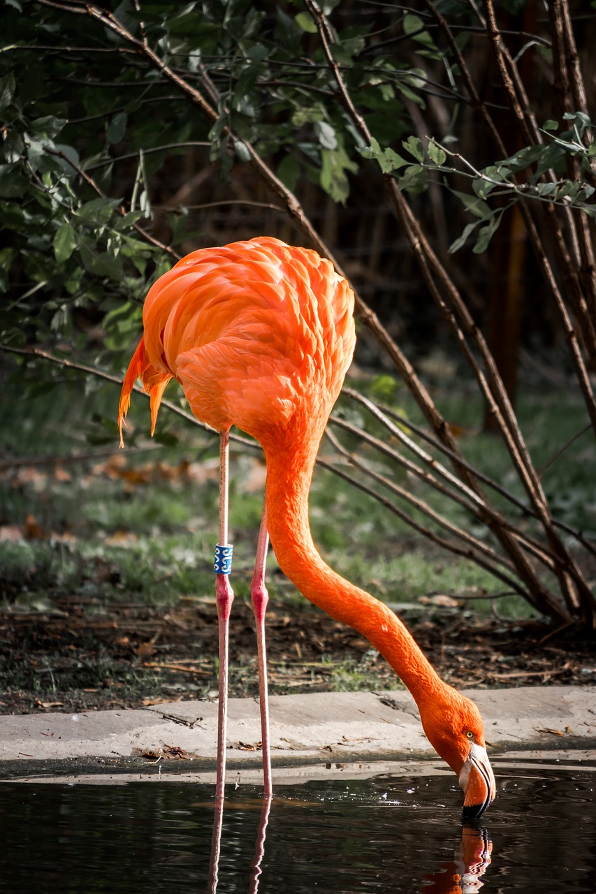 Image - flamingo animal world bird