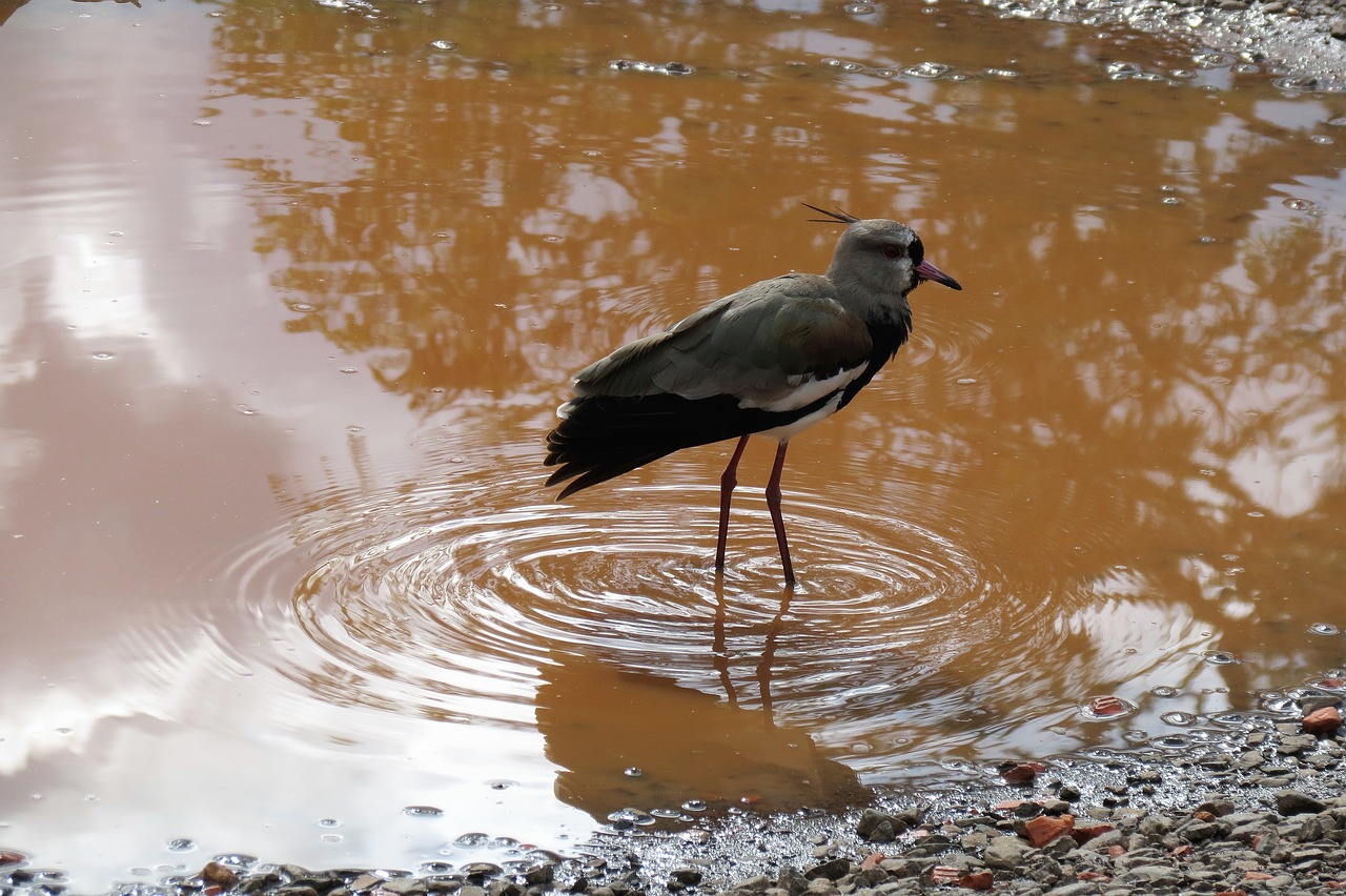 Image - iguazu nature birds