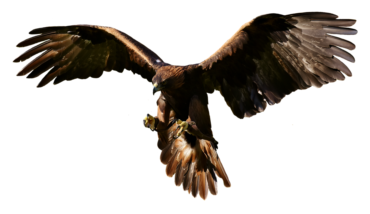 Image - adler raptor bird of prey animal