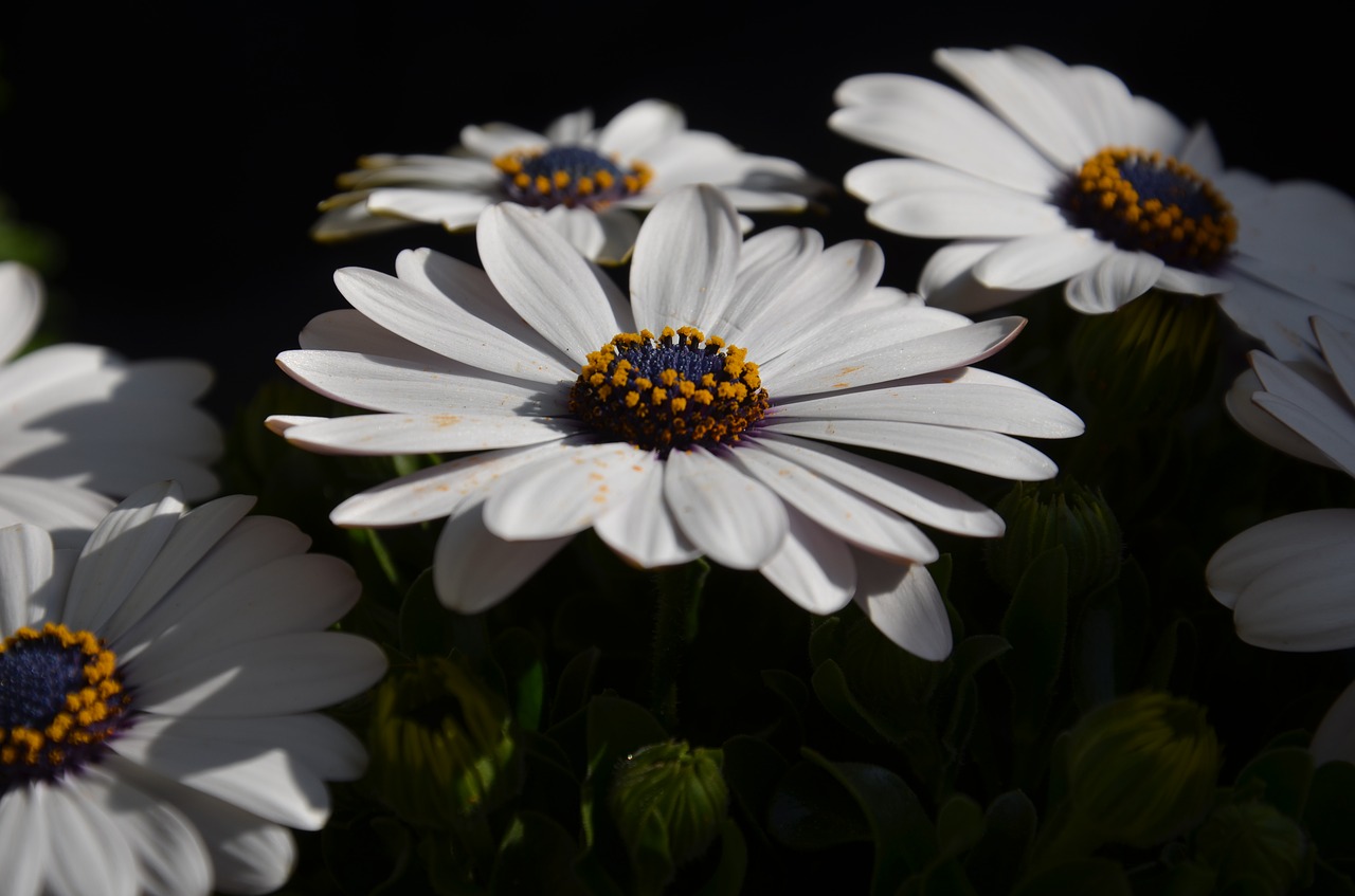 Image - flower white orange blue green