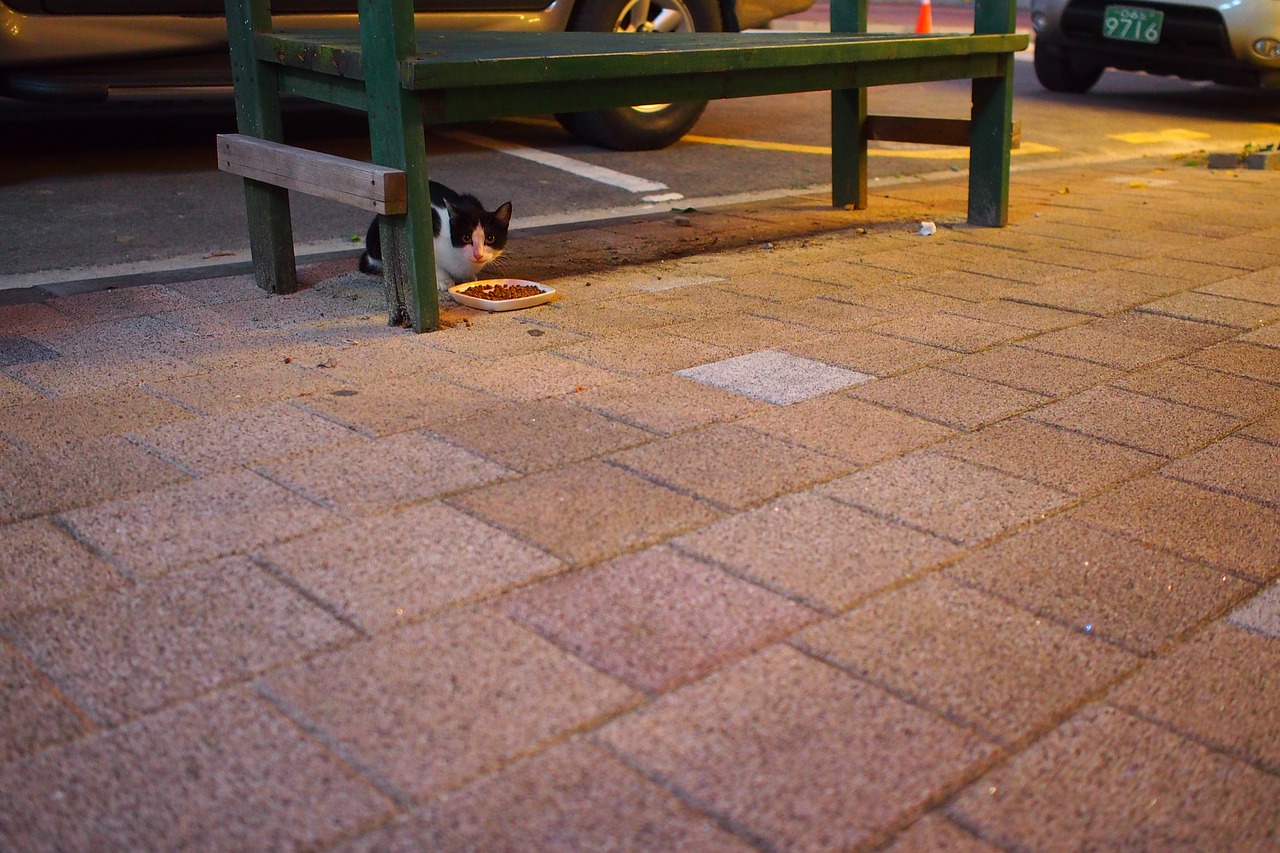 Image - cat street cat nyan