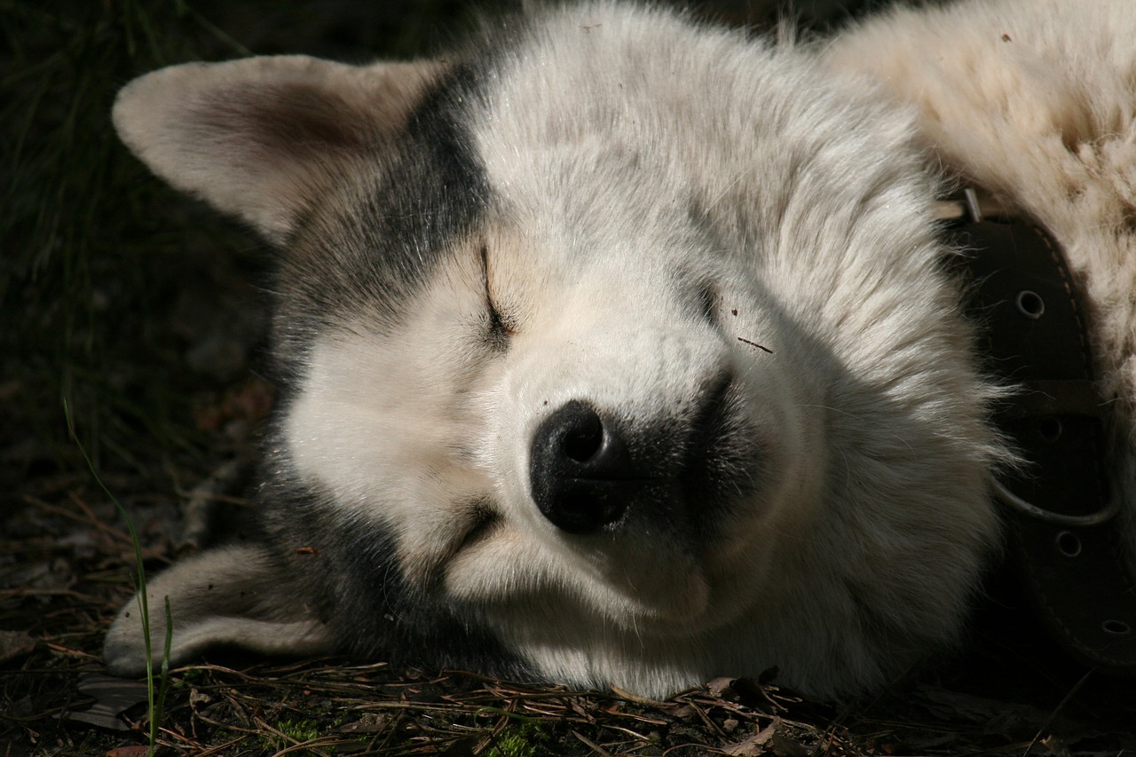 Image - husky dream quiet hours