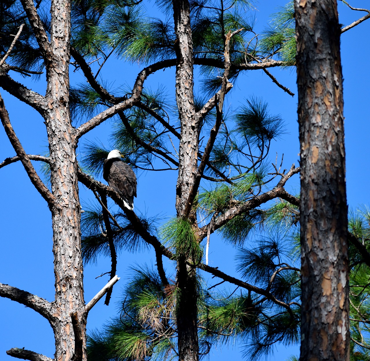 Image - bald eagle bird eagle wildlife