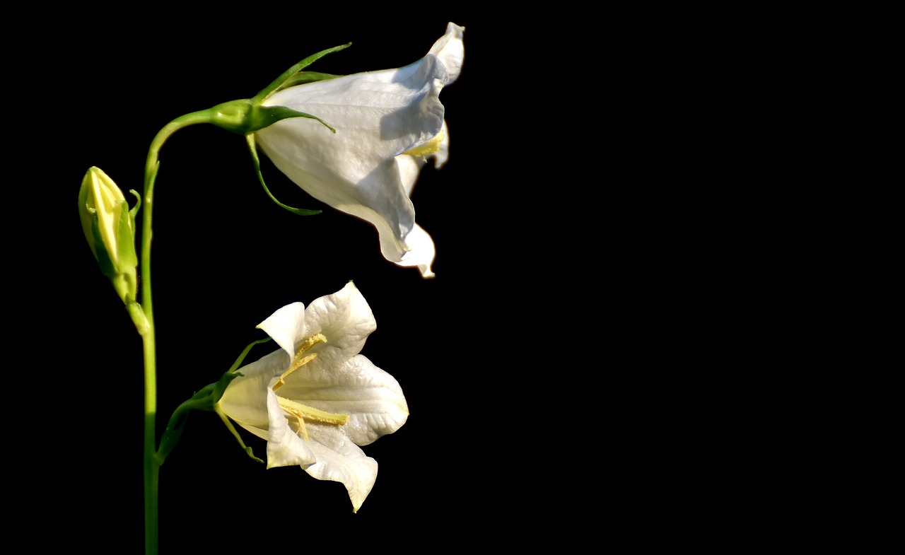 Image - flowers bells white blossom bloom