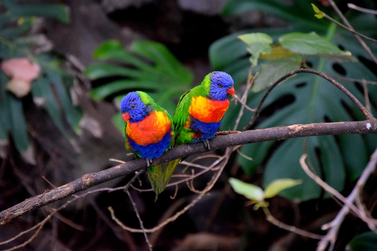 Image - parrots bird couple colorful