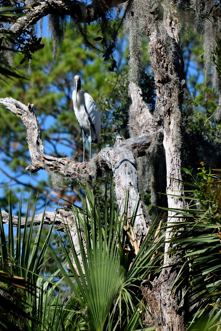 Image - wood stork bird wildlife nature