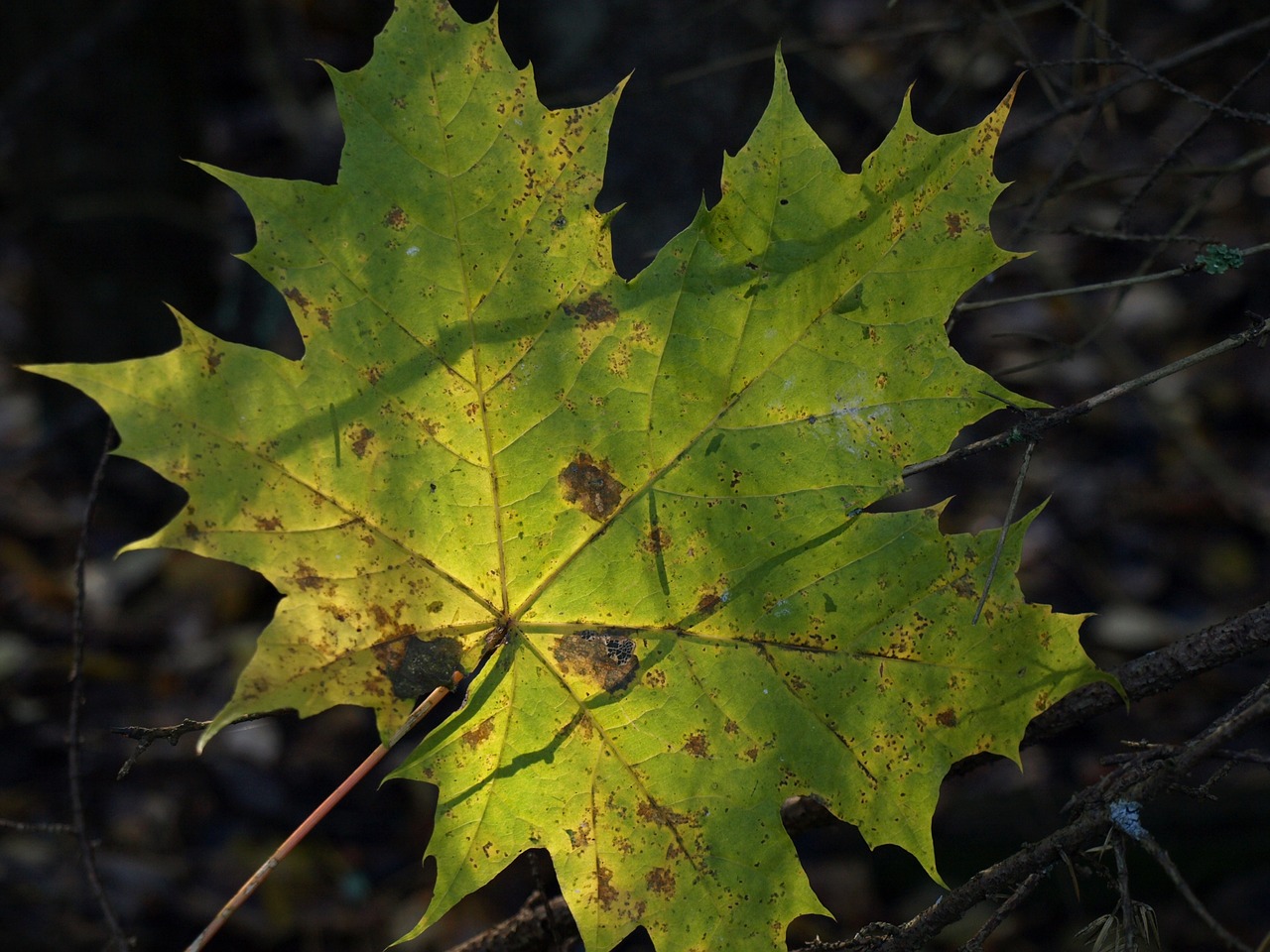 Image - leaf green nature time of year