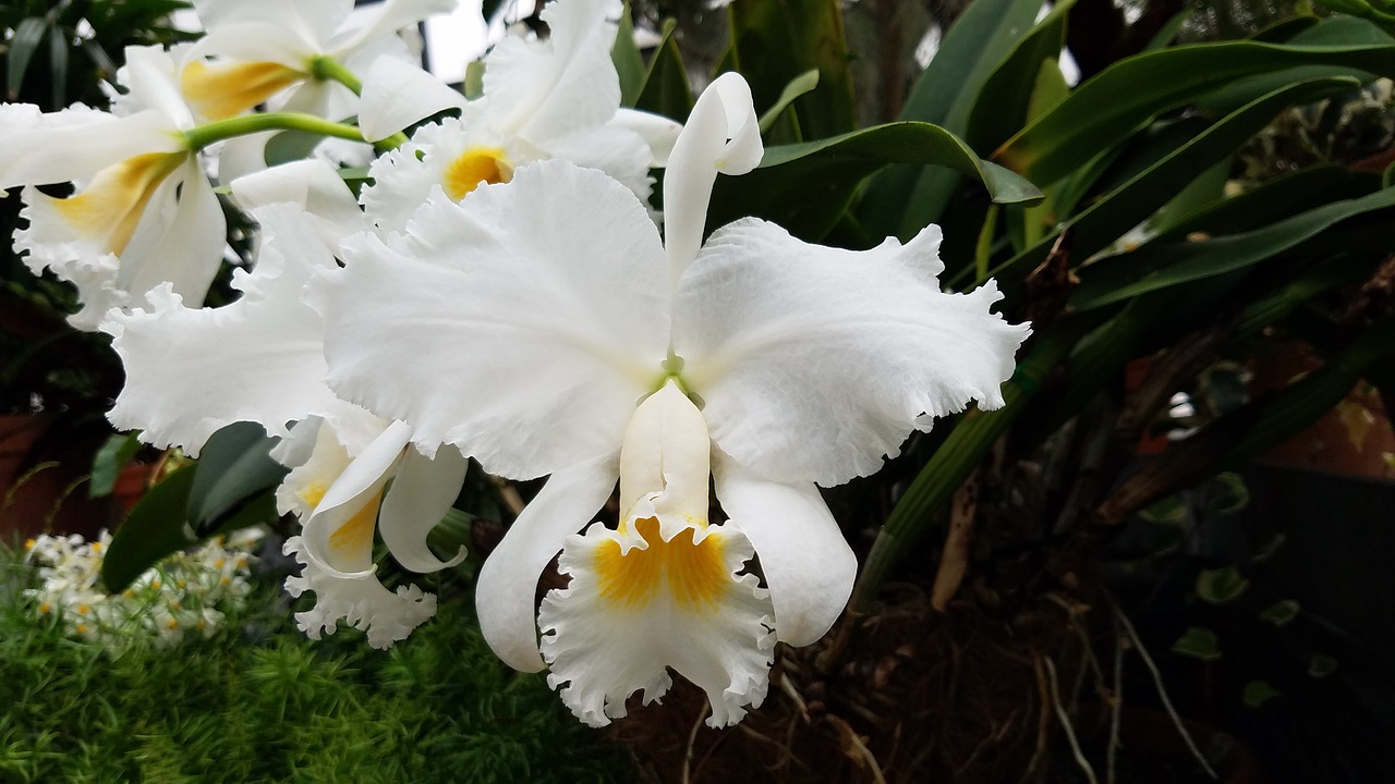 Image - orchid white flower bloom pink