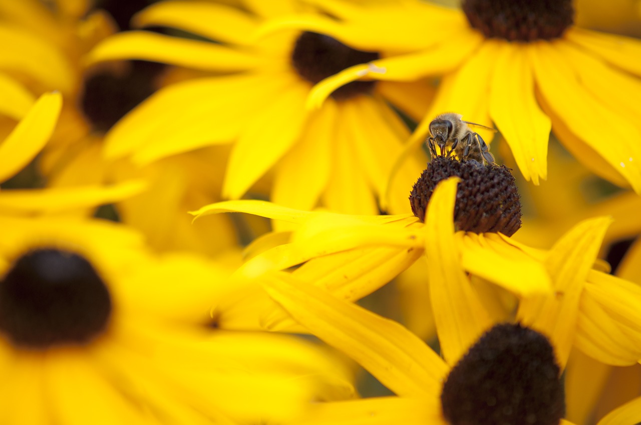 Image - sun hat bee honey pollen flower