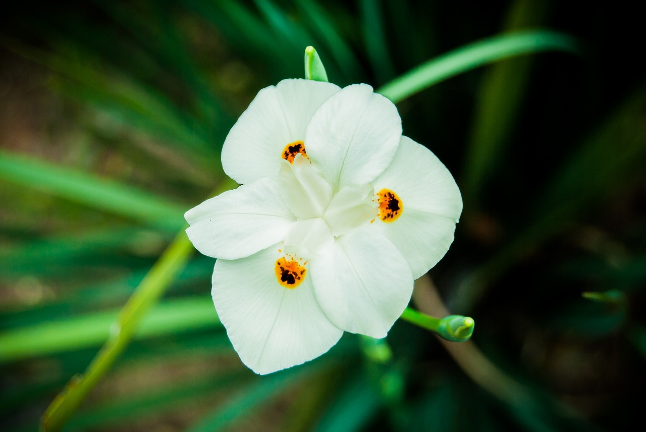Image - flower nature beauty garden plant