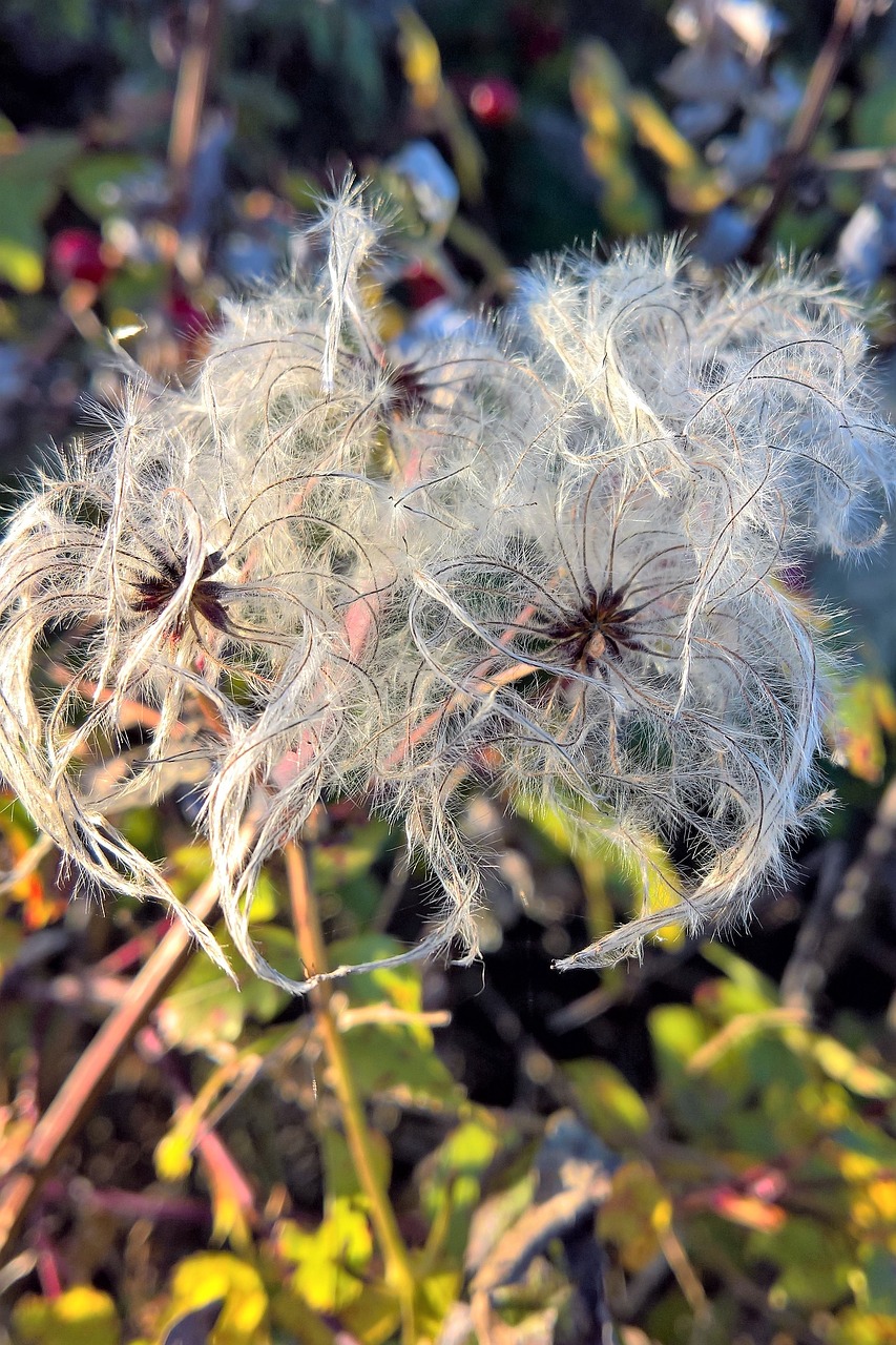 Image - plant cottongrass