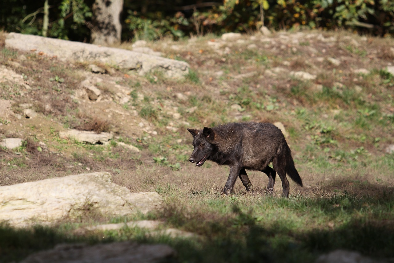 Image - wolf timberwolf young black canada