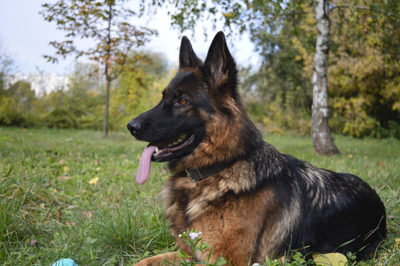 Image - dog the german shepherd dog zvierata