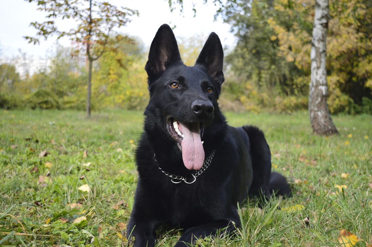 Image - dog the german shepherd dog zvierata