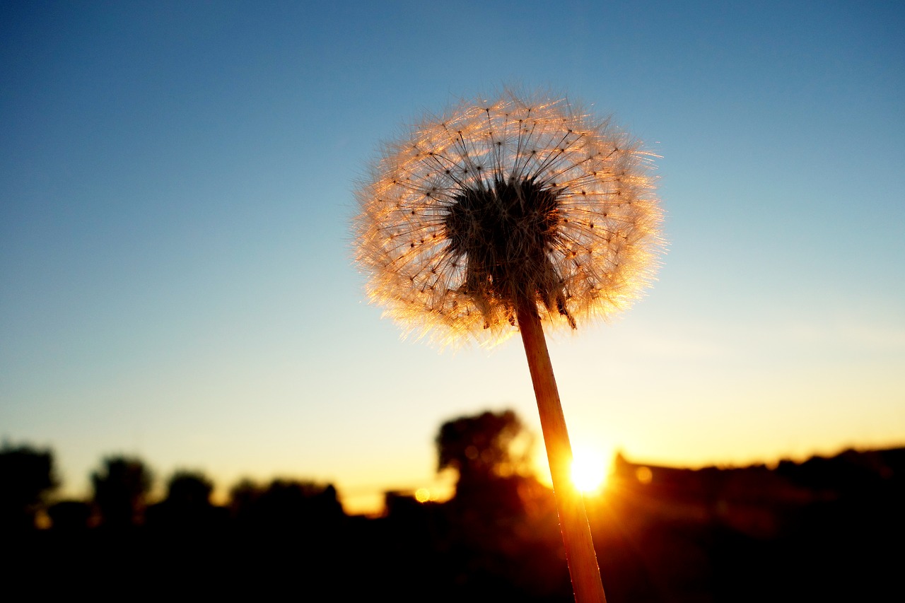 Image - dandelion dandelion puff ball seed