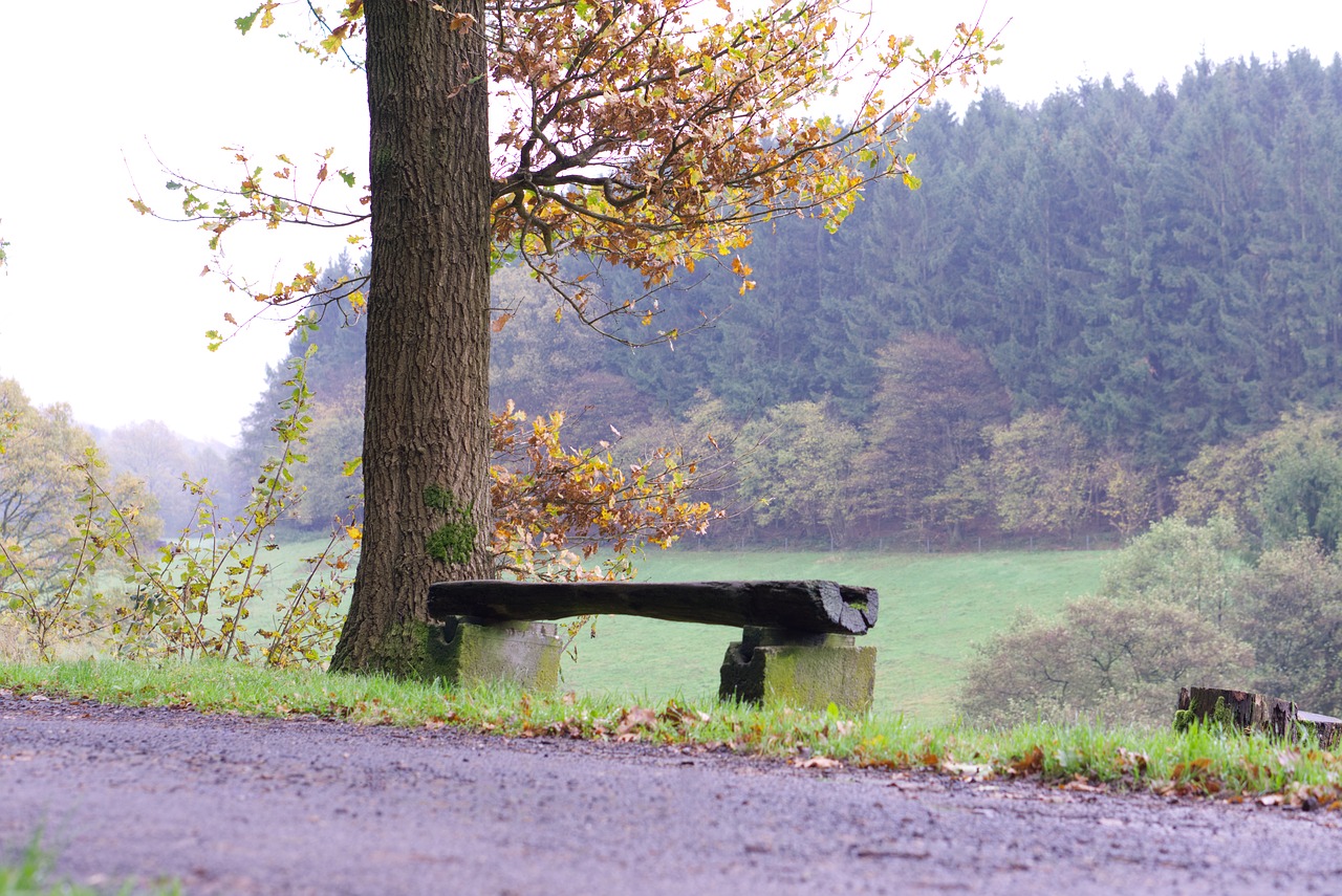 Image - bank tree walk nature forest