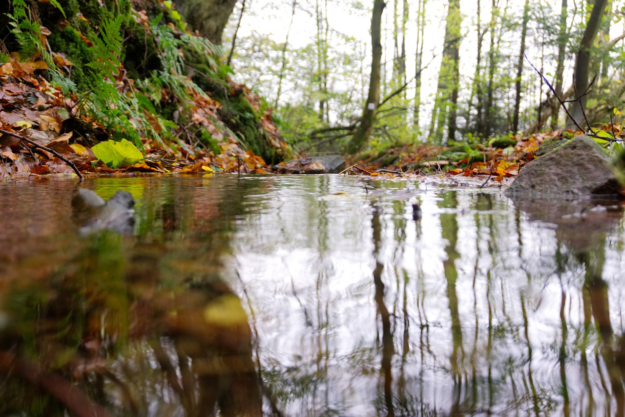 Image - bach forest mirroring water nature
