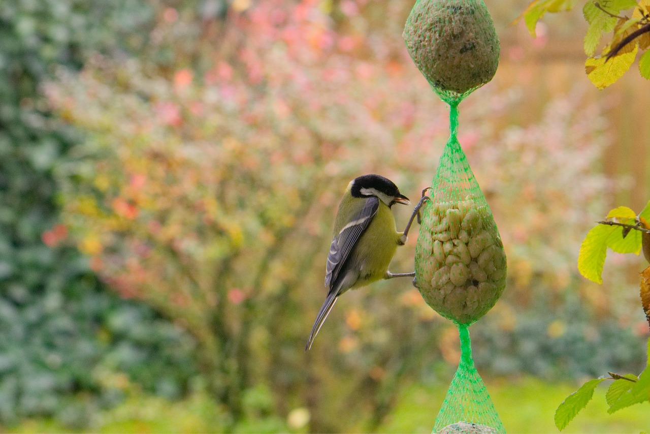 Image - tit bird feed nature garden