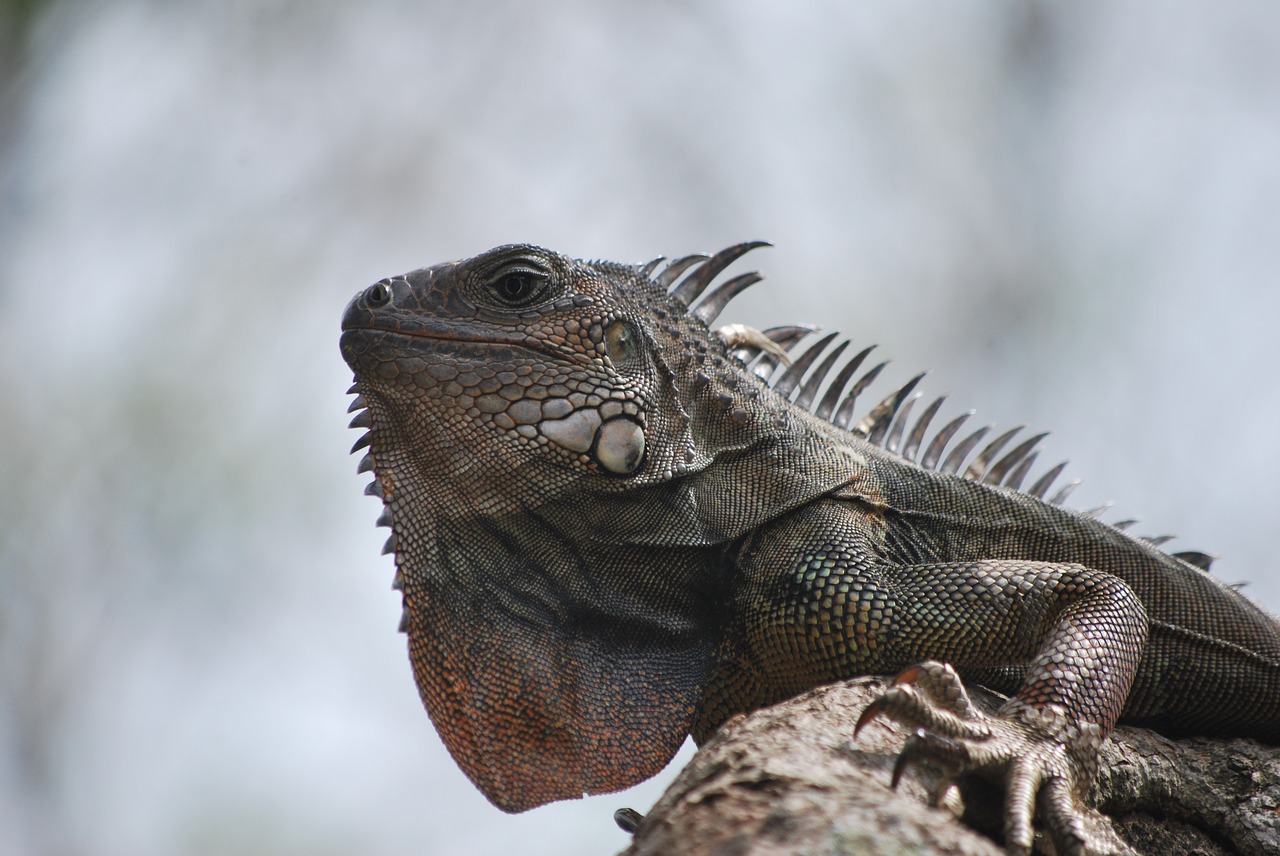 Image - iguana nature animal green lizard