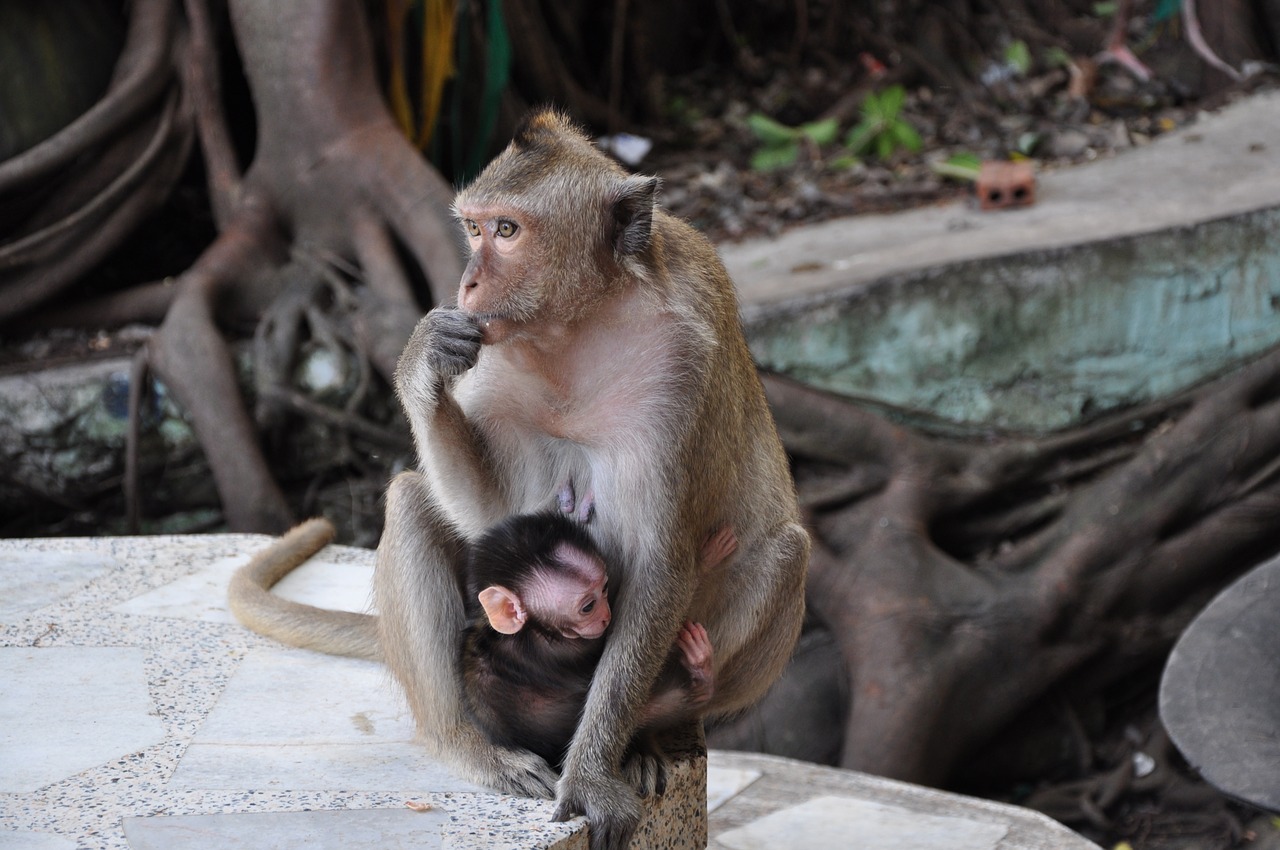 Image - monkey mother and child nature