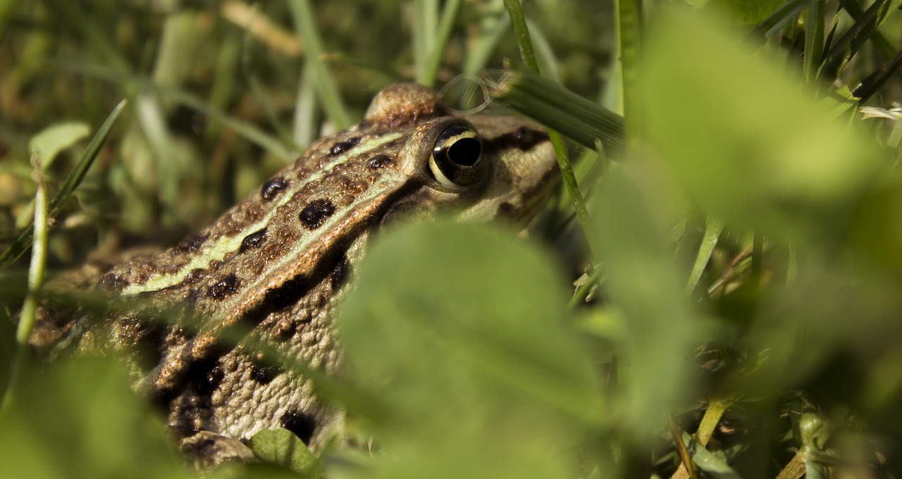 Image - frog nature grass close up