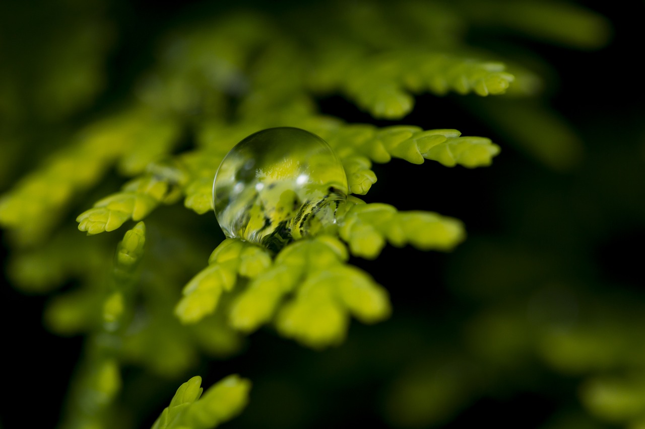 Image - water drop after rain nature green