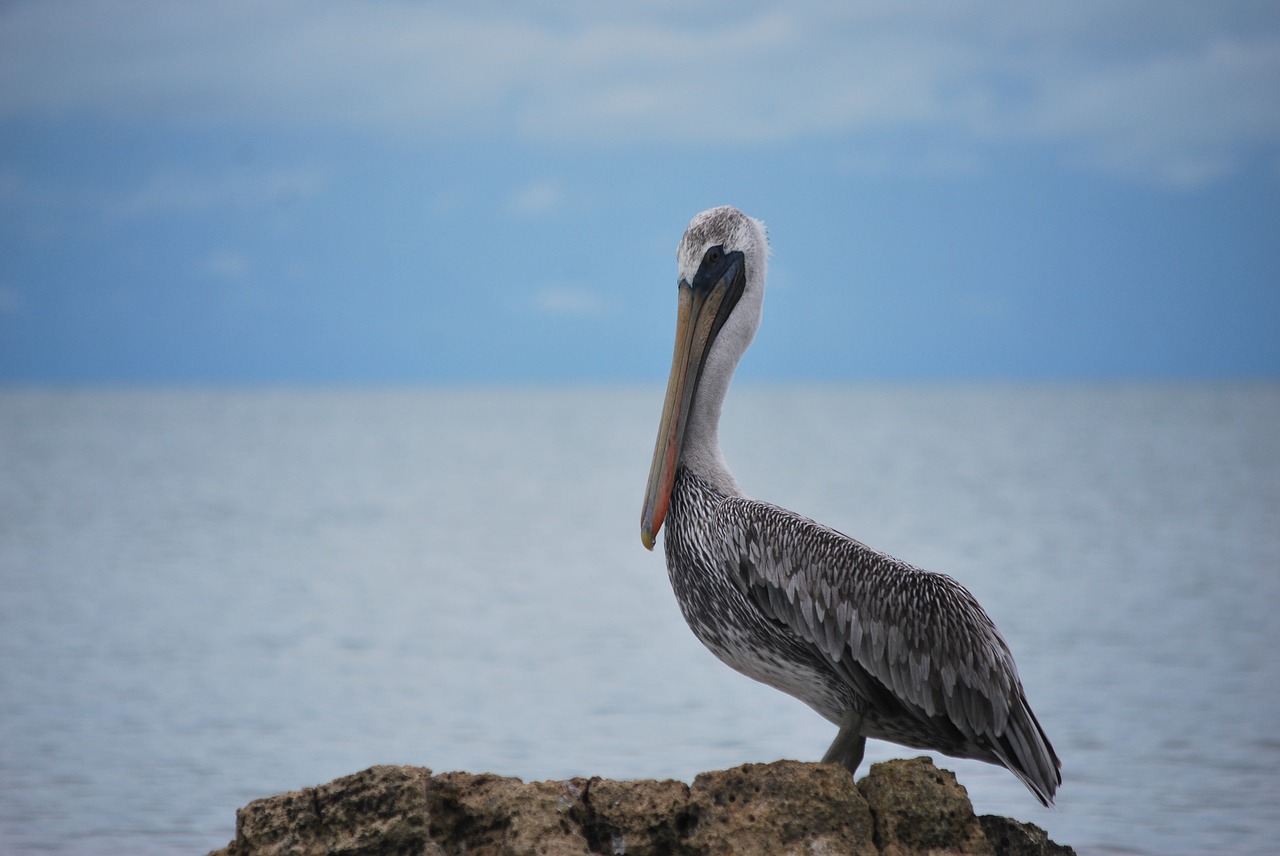 Image - animal wild life ave pelican fauna