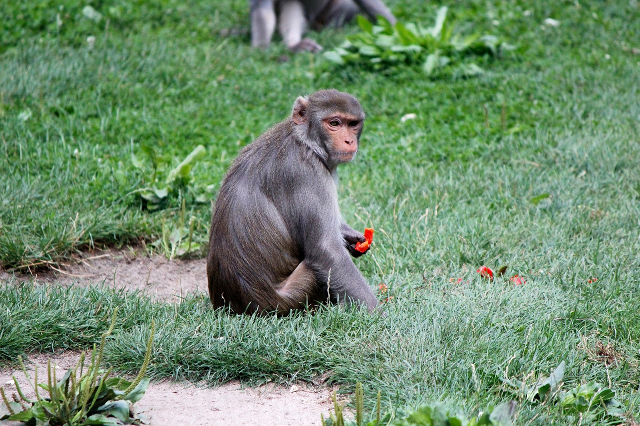 Image - monkey zoo primate feeding