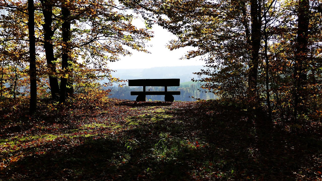 Image - landscape nature forest bank