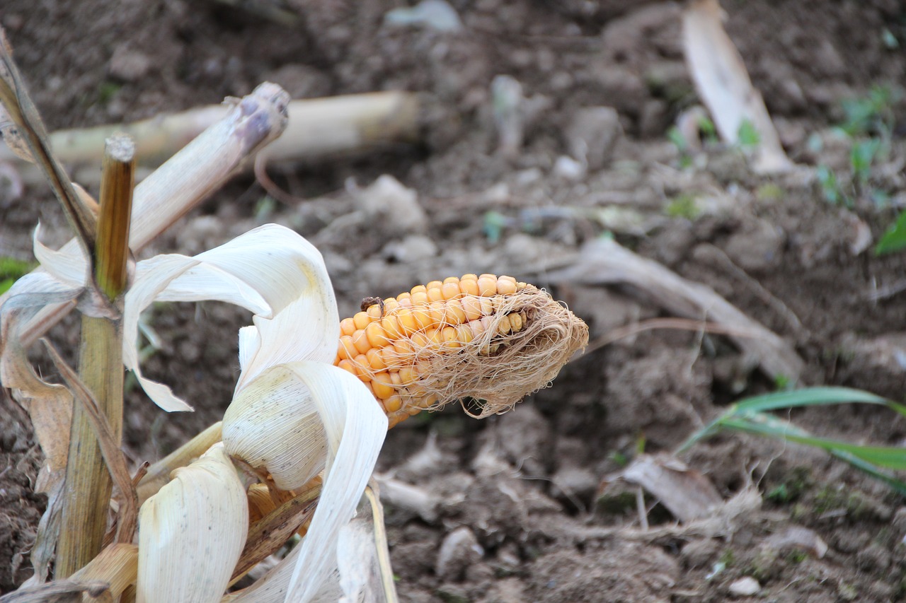 Image - corn on the cob fibers harvested