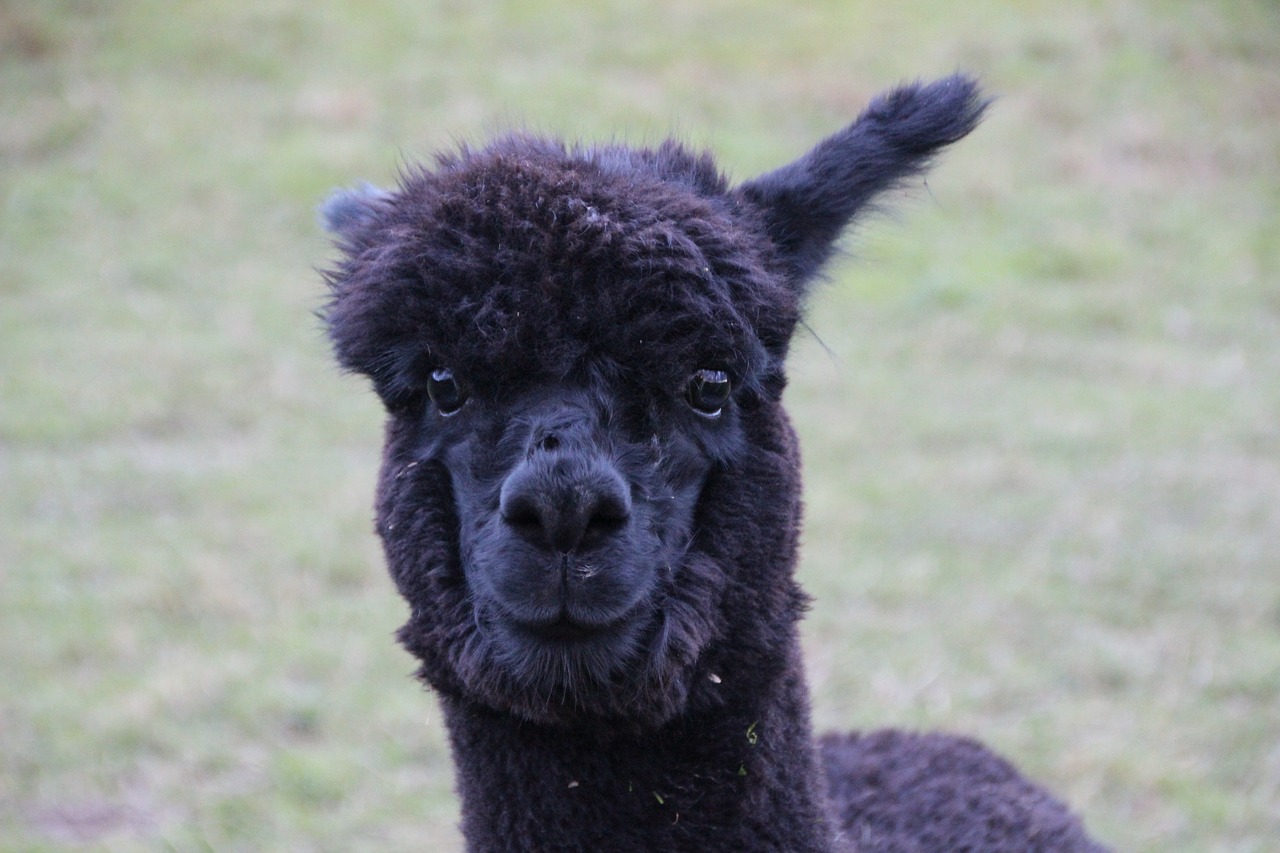 Image - alpaca black fur furry fluffy wool