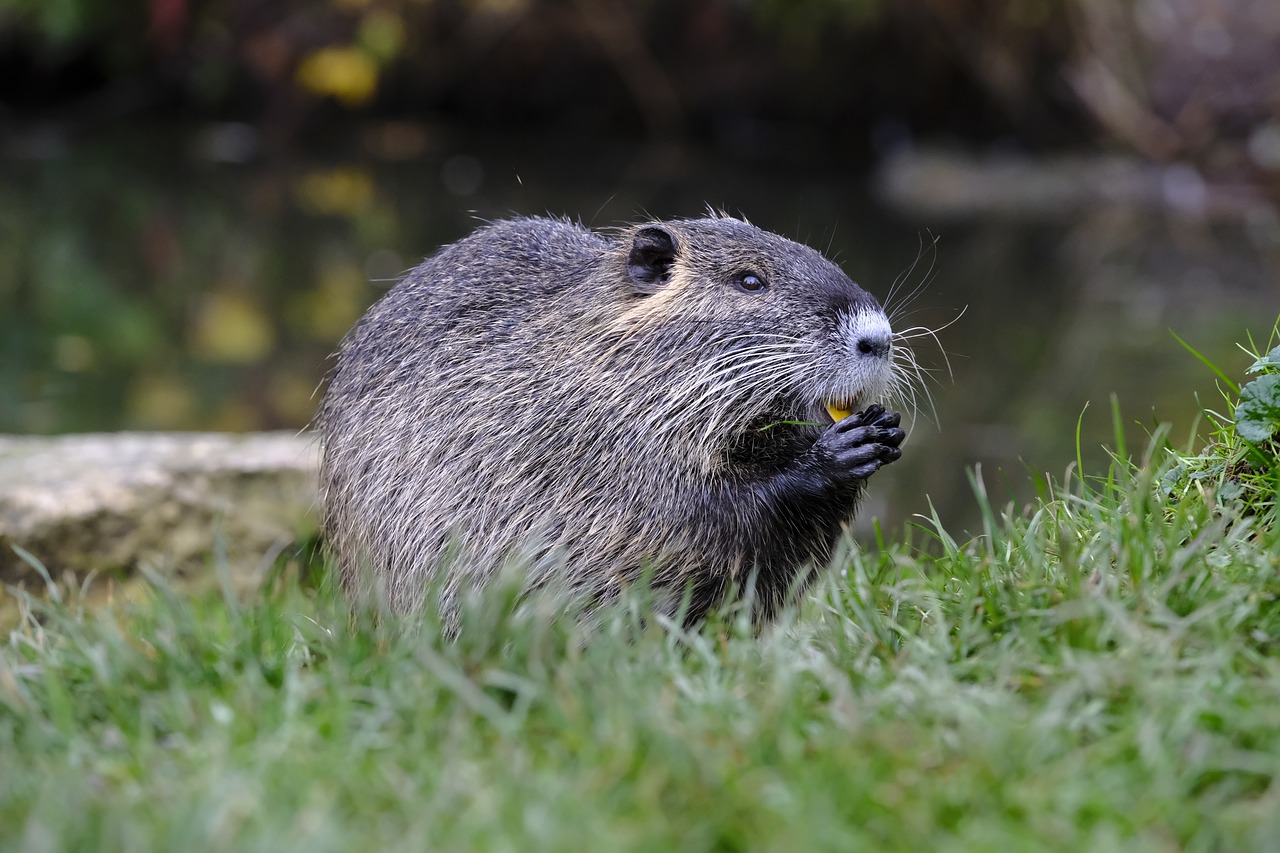 Image - beaver muskrat ondatra zibethicus