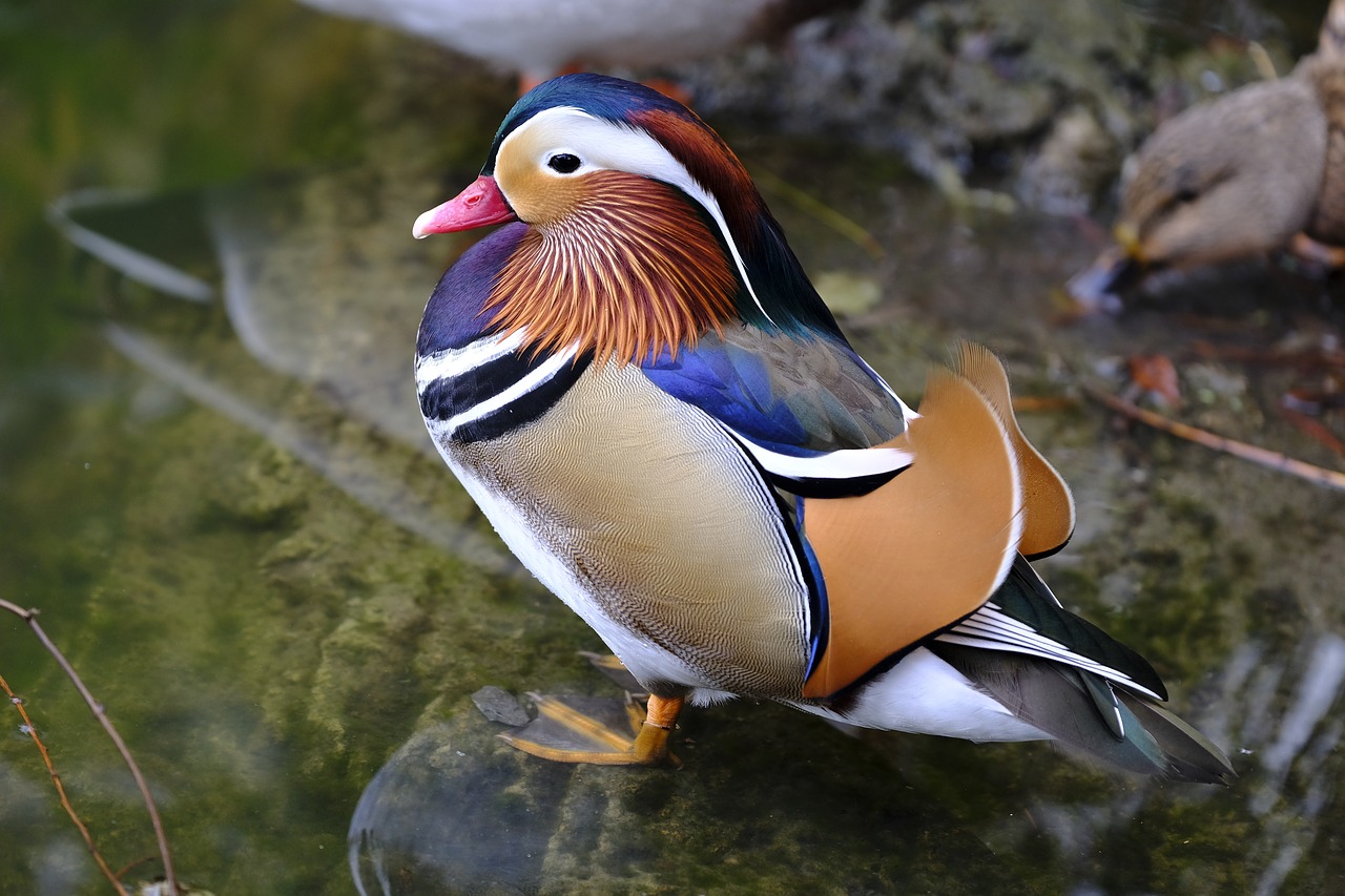 Image - duck mandarin ducks mandarin duck