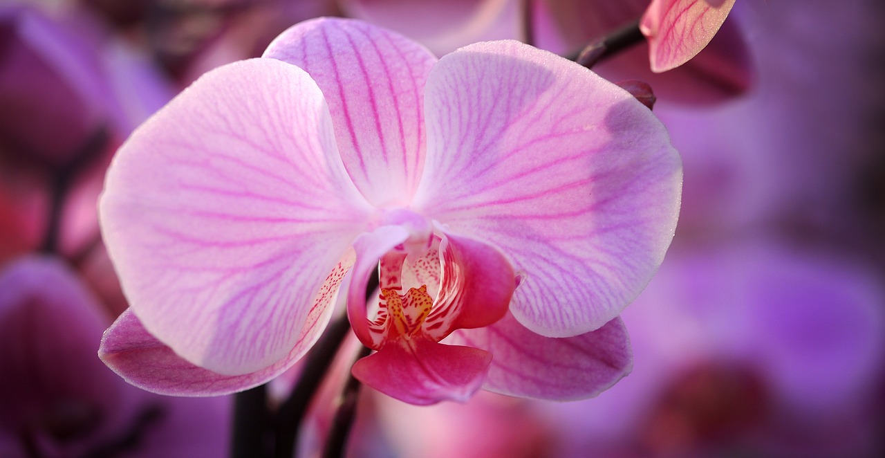 Image - orchid flower blossom bloom plant