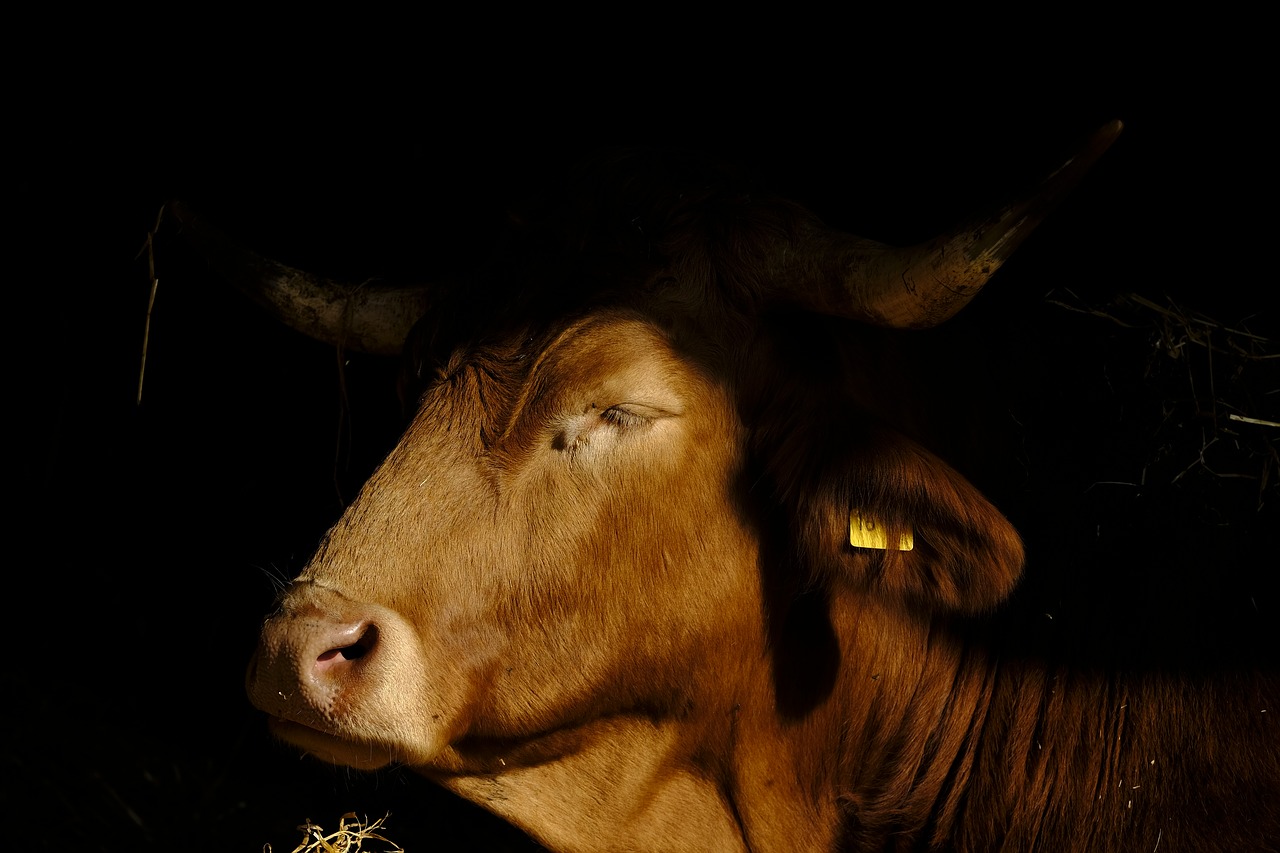 Image - cow beef animal mammal ruminant