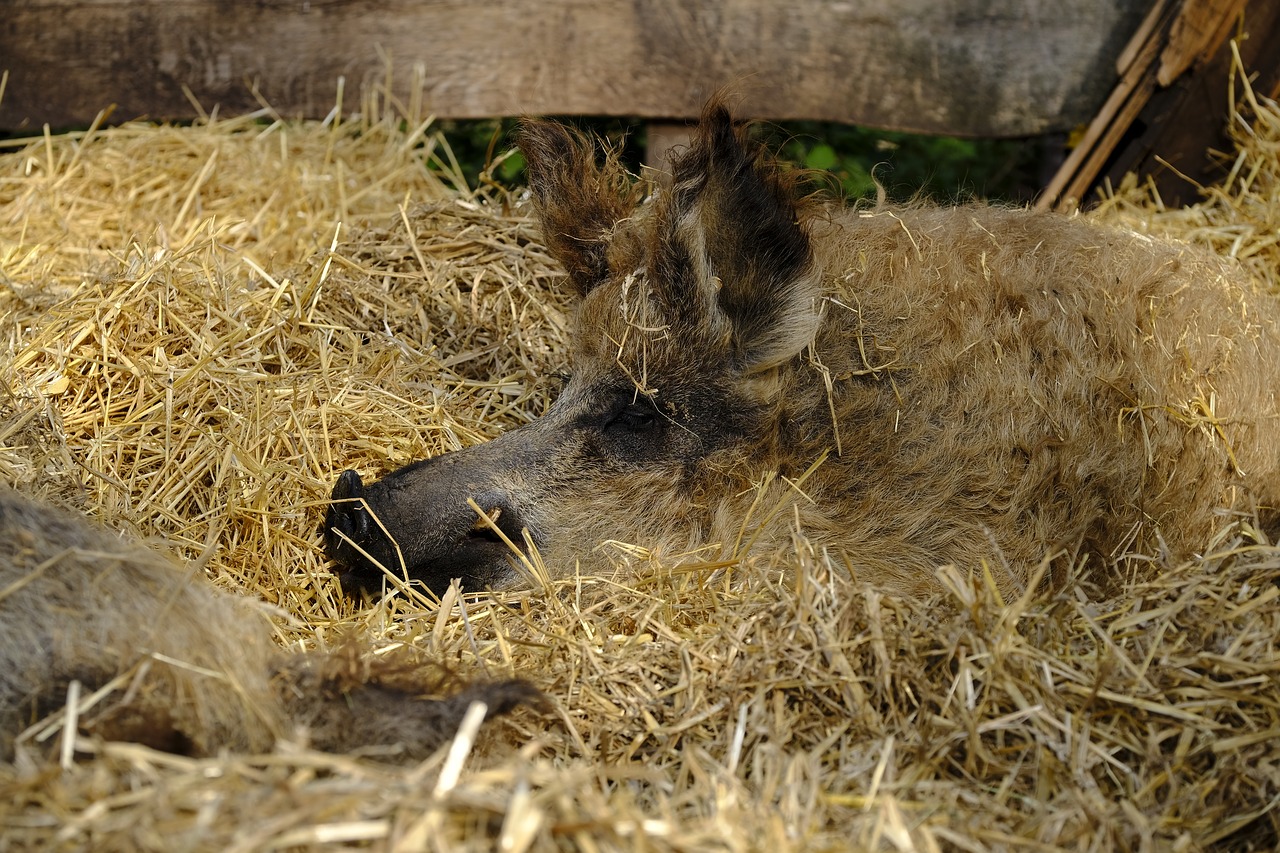 Image - pig wool pig mangalica mangalitza